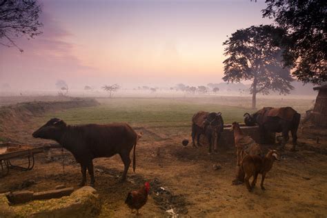 17 Serene Farmstays Aby Wrócić Do Natury W Indiach