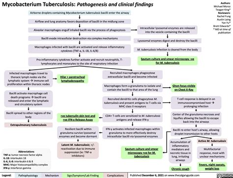 Pathogenesis Of Tuberculosis Flowchart
