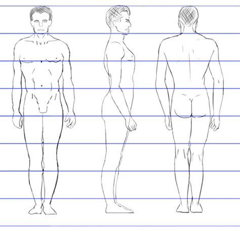 The Male Human Body Proportions How To Get Them Right Using The Heads