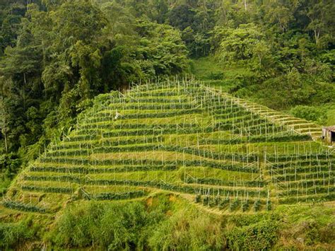 Explore the essential pillars of plantation rums. Plantation - Simple English Wikipedia, the free encyclopedia