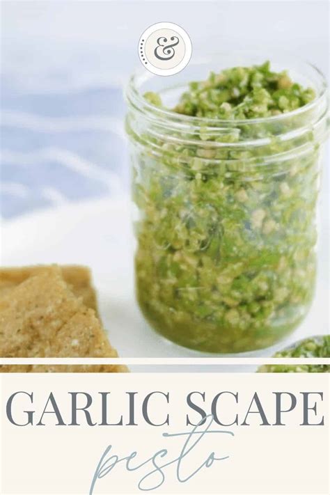 Garlic Scape Pesto Boots And Hooves Homestead