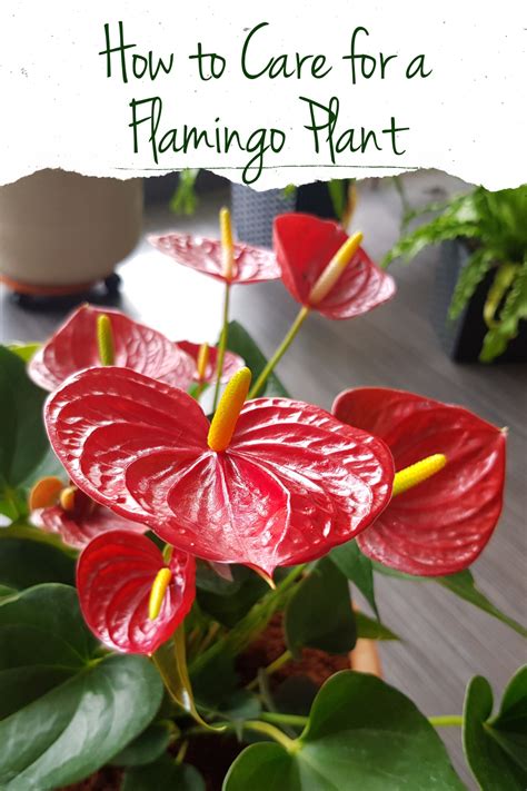 How To Care For A Flamingo Plant Anthurium Anthuriums Aka The