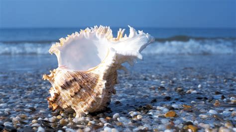 Shell On Beach Wallpaper 4k Hd Wallpaper Background