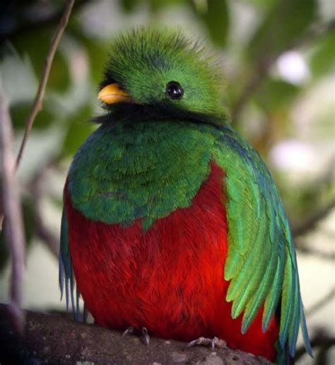 Quetzal National Bird ~ Guatemala Made In Guatemala