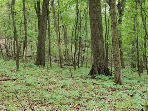 Central Pennsylvania Forestry Dispelling Myths About Pennsylvanias