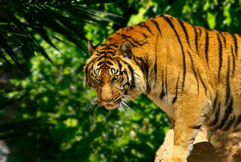 Tiger In Jungle Stock Image Colourbox
