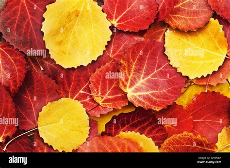 Colorful Autumn Leaves Background Stock Photo Alamy