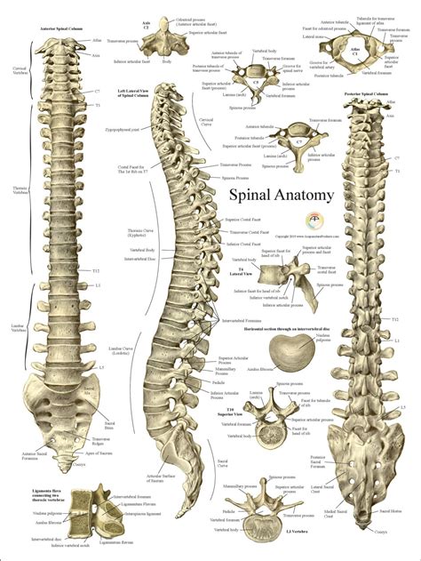 Spinal Column Vertebrae Anatomy Poster 18 X 24 Spine Wall Chart In