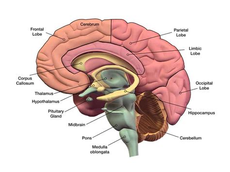 Fungsi Batang Otak Serta Anatomi Dan Gangguannya