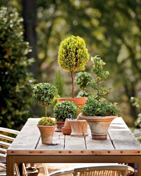 Potted Topiary Trees For Winter Container Gardening Topiary Trees