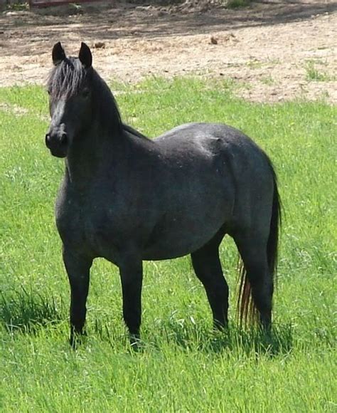 Nokota Horse Year Of The Horse Blue Roan Appaloosa Horses Sport
