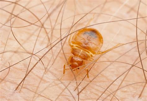 What Do Bed Bugs Look Like Bed Bud Identification Guide
