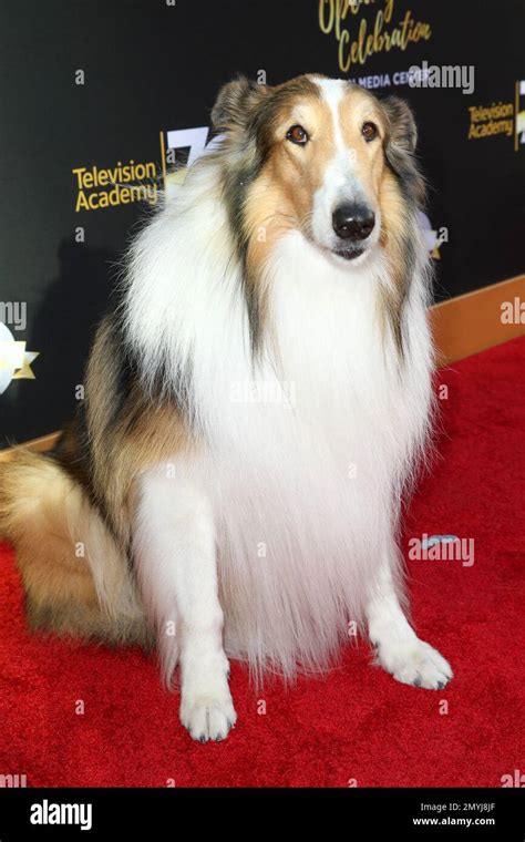Lassie Arrives At The Television Academys 70th Anniversary At The