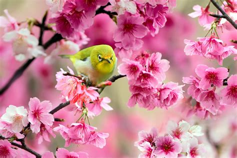 Spring Birds And Flowers Wallpaper Wallpapersafari