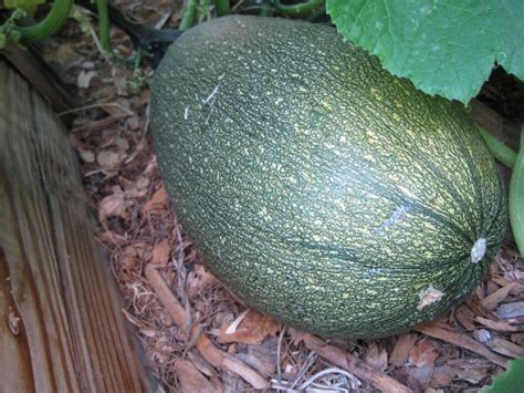 However, muskmelon (cucumis melo) and cucumbers (cucumis sativus) belong to different species and will not cross with each other or members of the. can cucumbers cross pollinate with zucchini
