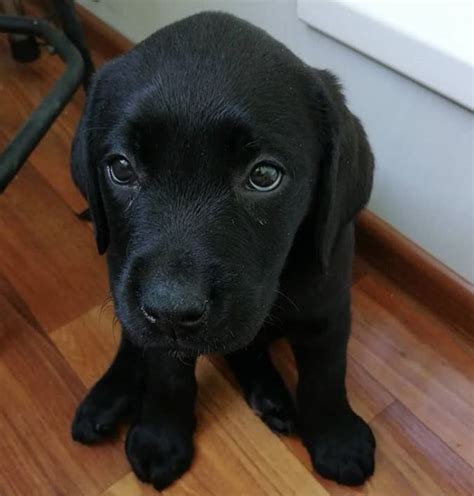 100 Black Lab Girl Dog Names The Paws