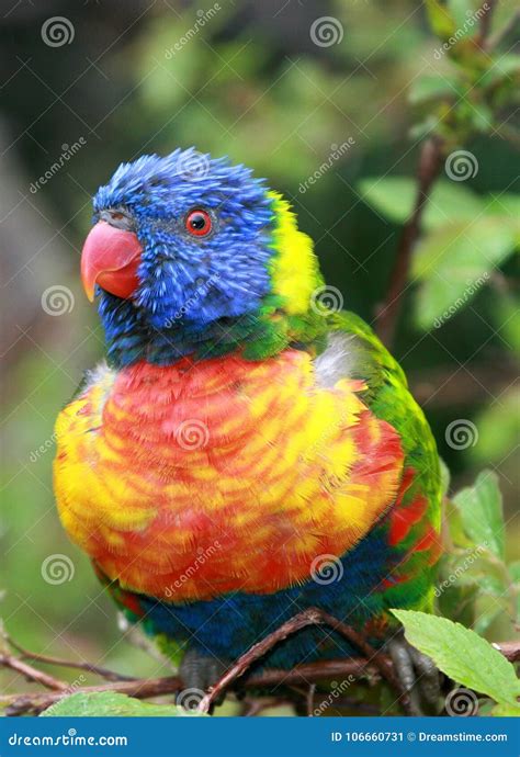 Tropical Bird Happy Colorful Bright Colored Feathers Stock Image