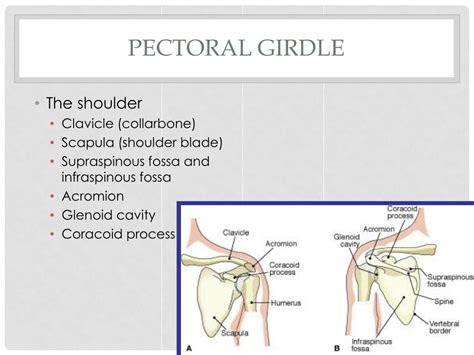 PPT - Chapter 6 PowerPoint Presentation, free download - ID:2172180