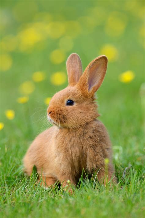 30 Best Cutest Rabbit Breeds To Keep As Pets Atelier Yuwaciaojp