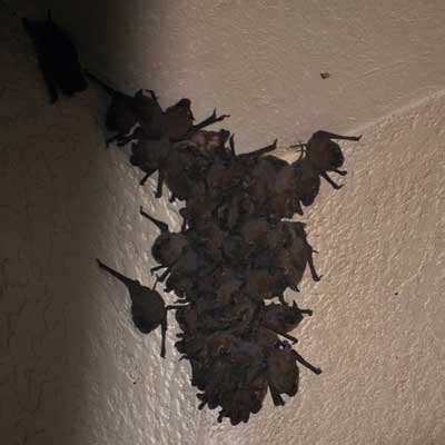 More images for bat removal cary » How to Remove Bats: What Diseases Do Bats Carry?
