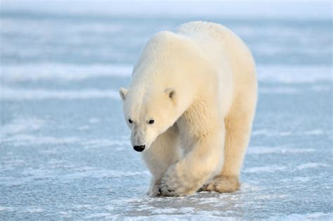 Tingly Facts About Polar Bear That Kids Will Love To Read About
