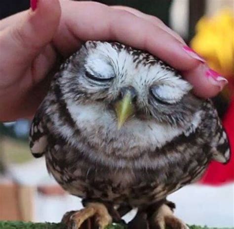 44cute Owls Owl Pet Owl Cute Animals