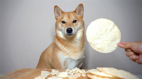 Dog Eats Crunchy Korean Rice Snack Asmrmukbang Youtube
