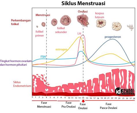 4 Tahapan Siklus Menstruasi
