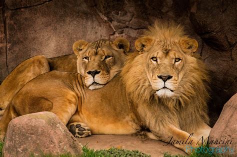 King Of The Jungle Animals Beautiful Lion Pictures Cute Animals