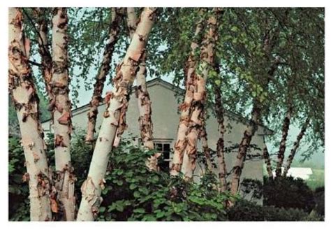 32 Best River Birch Tree Images On Pinterest Birches
