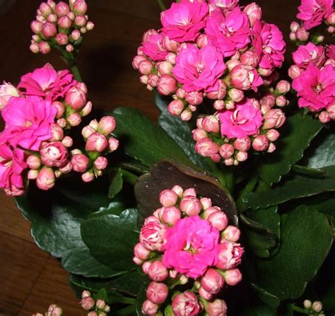 Indoor Plant With Little White Flowers Identifying A Houseplant