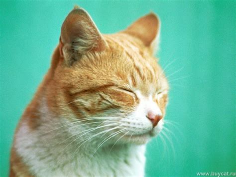 The gray kitten plays with the mouse in the tablet app, and it's very funny. Funny Cats - Cats Wallpaper (9474162) - Fanpop