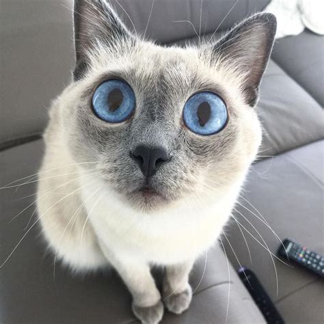 Siamese Cat Gallery In 2020 Siamese Cats Blue Point