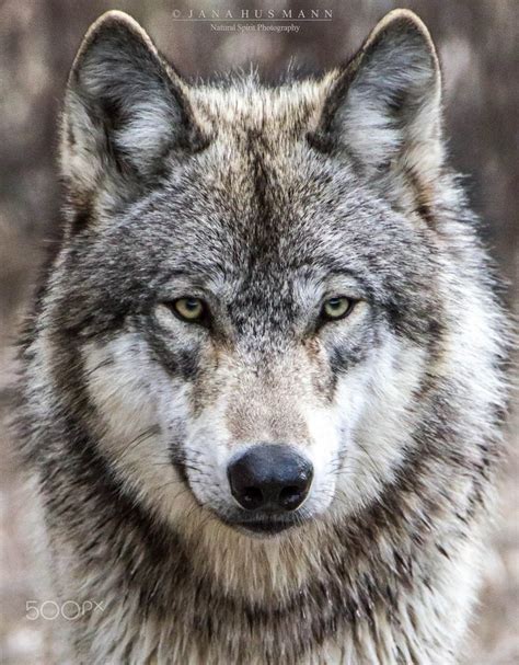 The 25 Best Timber Wolf Ideas On Pinterest Snow Wolf Wolves And