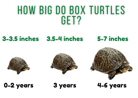 How Big Do Eastern Box Turtles Get
