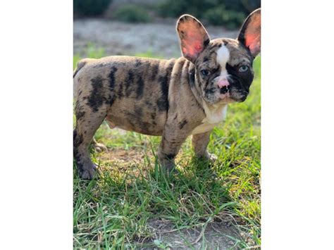 9 Weeks Old French Bulldog Puppies For Sale New York Puppies For Sale