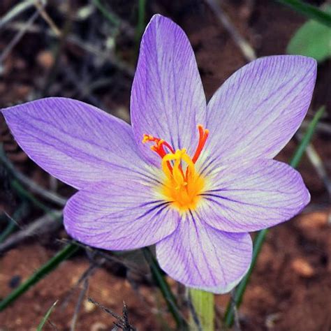 Maybe you would like to learn more about one of these? Popular Flowers Names in Malayalam • India Gardening