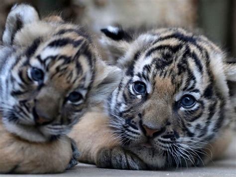We hope to use it positively and create content that addresses our social context and transports o. Seltene Tiger-Babys verzaubern den Prager Zoo - Tiere ...