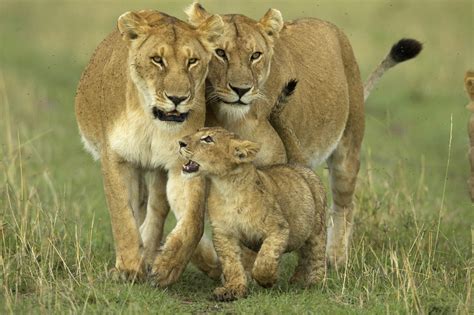 The African Lion Prince Georges County Parents