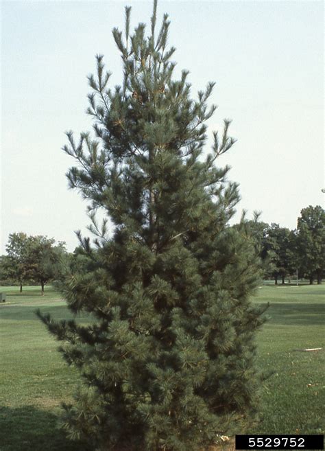 Eastern White Pine Pinus Strobus Pinales Pinaceae 5529752