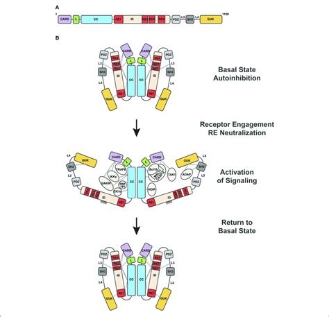 Activation Of Card11 Activity During Antigen Receptor Signaling A