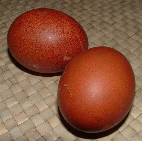 Check spelling or type a new query. La poule Marans, une pondeuse aux oeufs d'or | animOgen