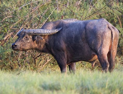 Indian Water Buffalo Life Expectancy