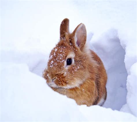Caring For Pet Rabbits In Cold Weather Pet Rabbit Pets Rabbit Eating