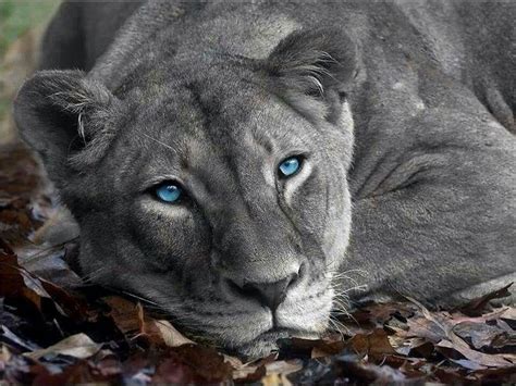 Blue Eye Lionness Blue Eyed Animals Animals Big Cats