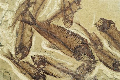 Fossilized Devonian Fish Posters And Prints By Corbis