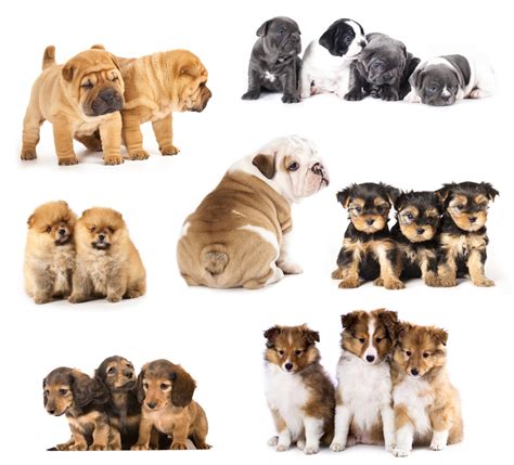 16 Types Of Puppies A Guide To Find Your Perfect Bundle Of Cute