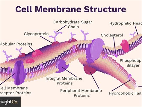 31 Label The Structures Of The Plasma Membrane And Cytoskeleton
