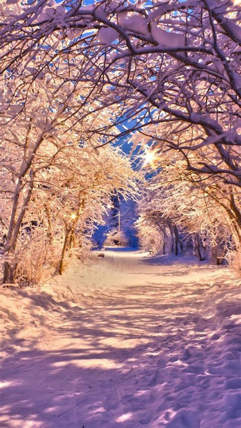 Winter Snow Tree Road Iphone 6 Wallpapers Hd Iphone 6