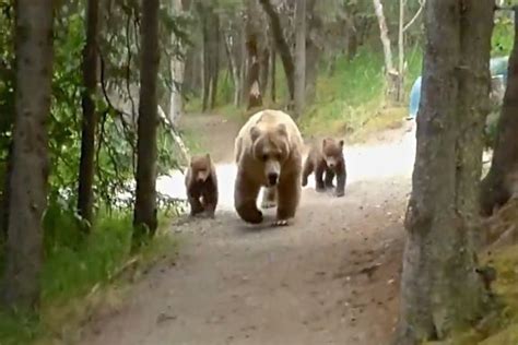 Grizzly Bear And Cubs Give Backwards Walking Hiker A Nerve Wracking